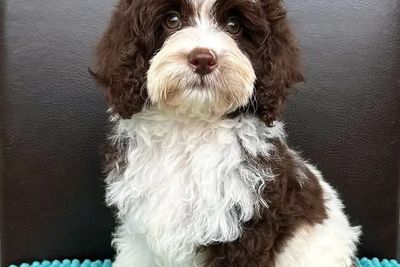 (Stud) Oreo | F2 Registered Theodore