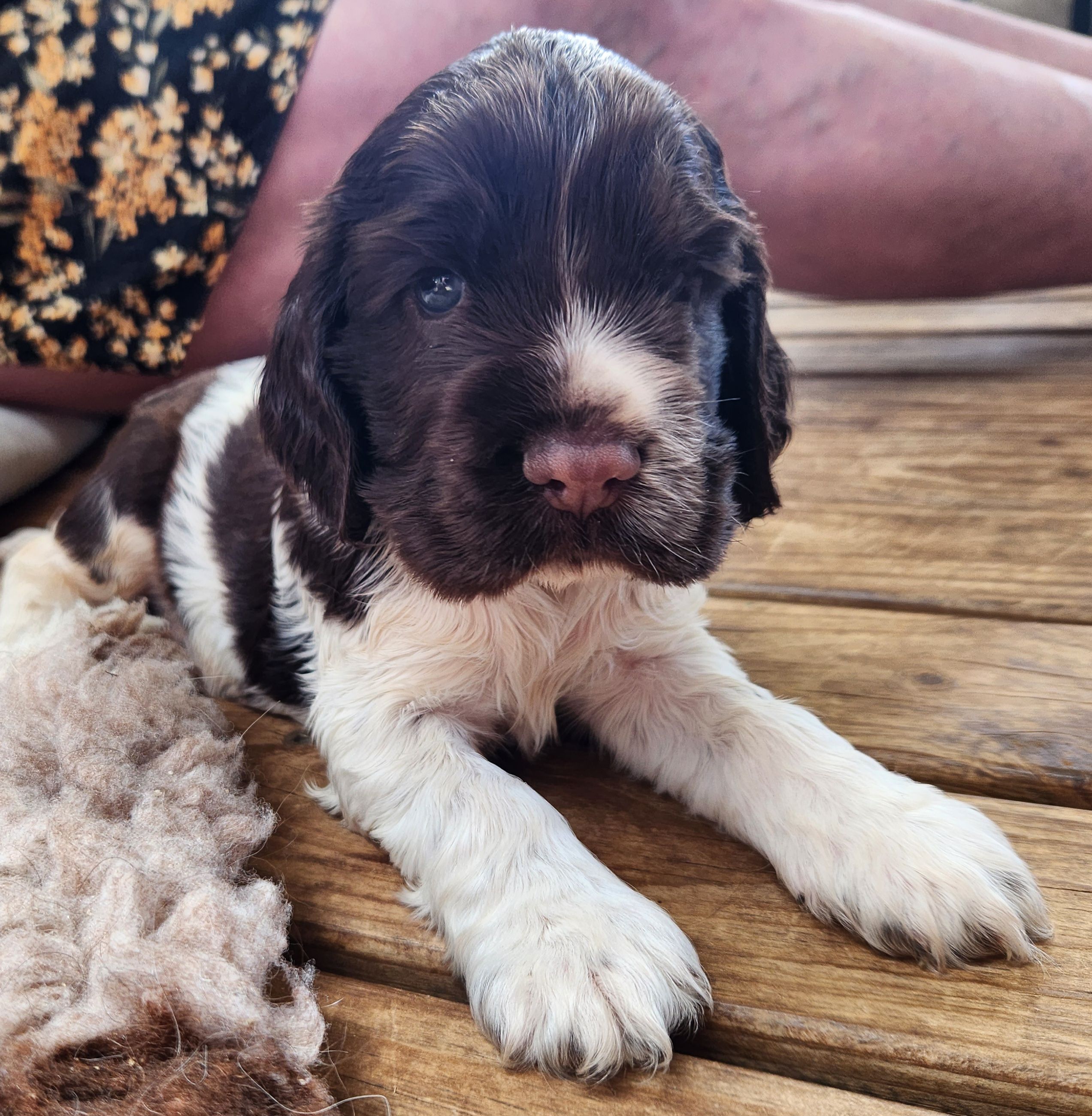 Cocker Spaniel puppies available from responsible breeders