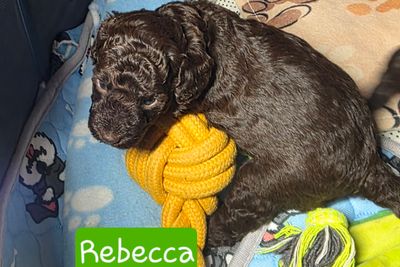 REBECCA ( green collar)