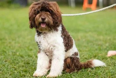 Raggy Dogs Macchiato - IVDD clear, DNA clear, Fleece coated Mini Groodle Stud Sydney, NSW