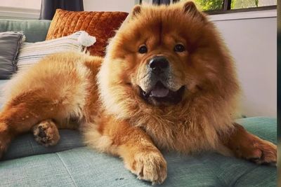 TEDDY 