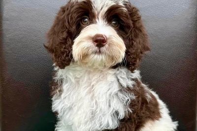 Oreo
