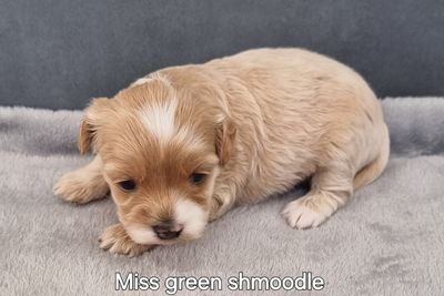 Miss green shmoodle