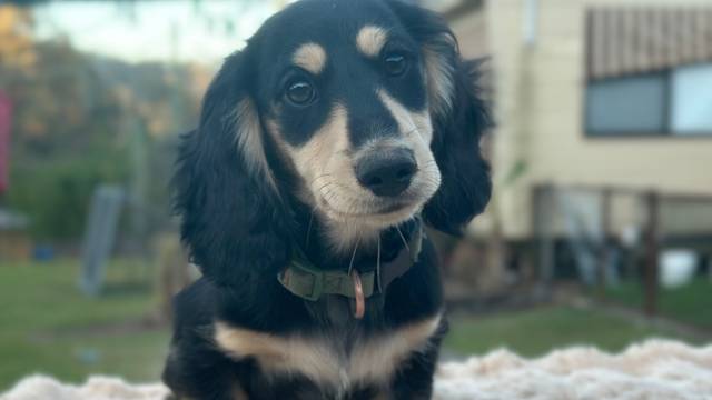 Boy puppy