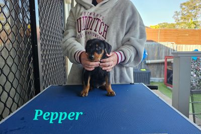 Pepper - black collar