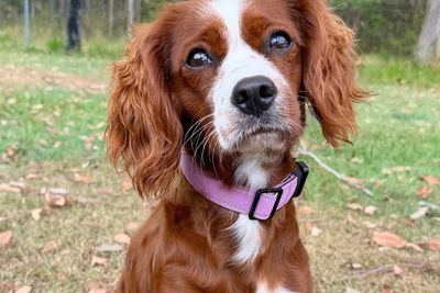 Trixie