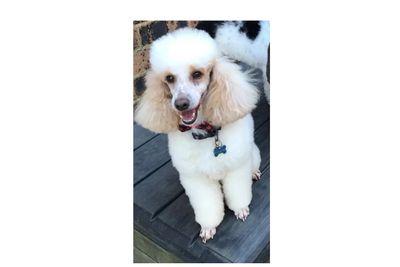 SULLY - (Sullivan)