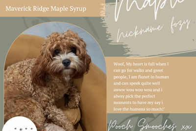 MAVERICK RIDGE MAPLE SYRUP
