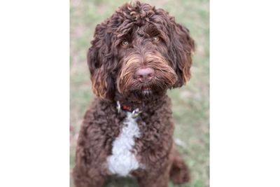 Scawoo Coco girl