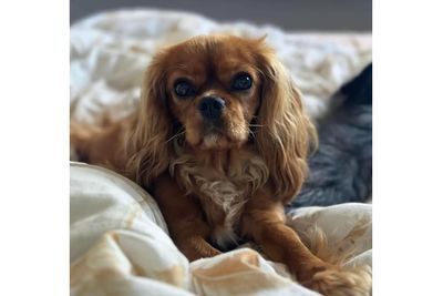 Biscuit