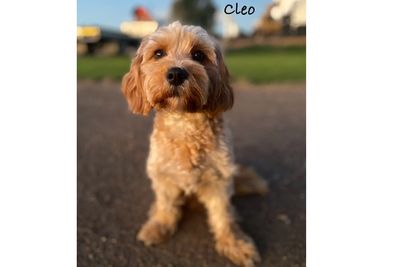 Cleo