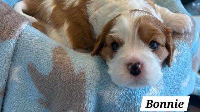Girl puppy
