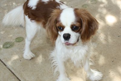 Phoebie