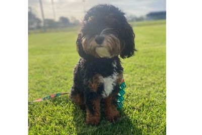 Lila