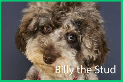 Billy (stud dog from Oodles in the Garden)