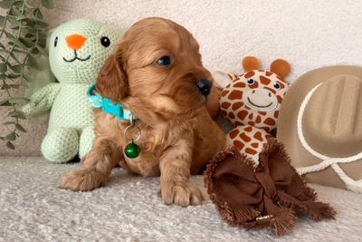 Miss Teal Winnie 