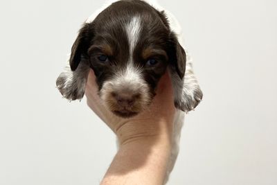 Astro