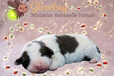 Glow Bug