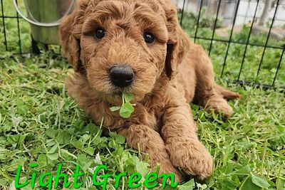Light Green Boy