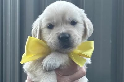 Yellow Boy
