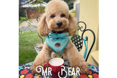 Mr Bear