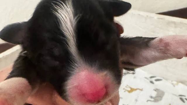 Boy puppy