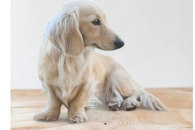 Pip