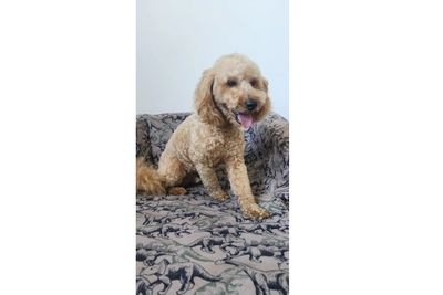 Harvey