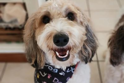 Daisydoodles Hera