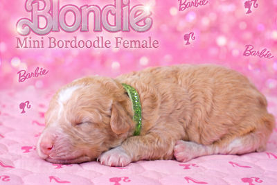Blondie