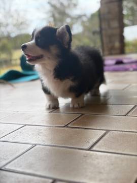 Boy puppy