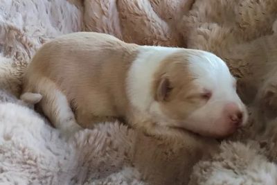 Freya • Lily3 • Wheaten • $2500