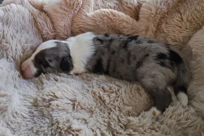 Zues • Lily2 • Blue Merle • $3000