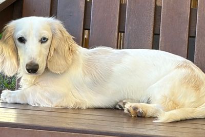 Arlo