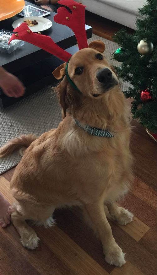 Rufus