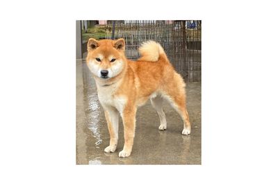Taro