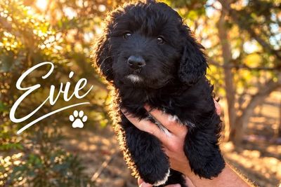 Evie