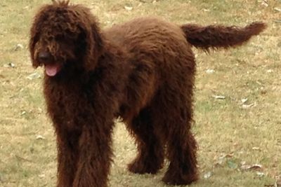 Camden Valley Rupert