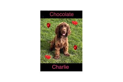 Master Charlie ( Not available to the public )  
