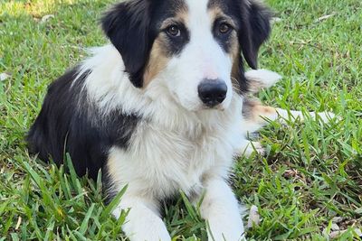 Milo