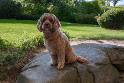 Willow