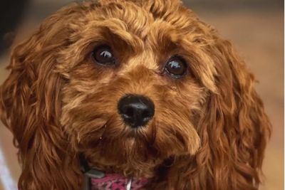 Reba