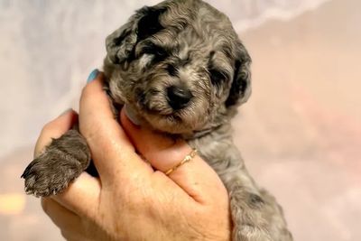 BLUE MERLE Girl