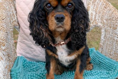 Heidi