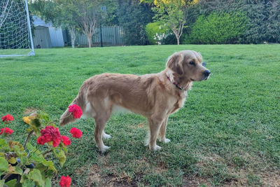 Nala