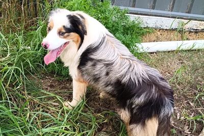 Lachie - Tri Blue Merle