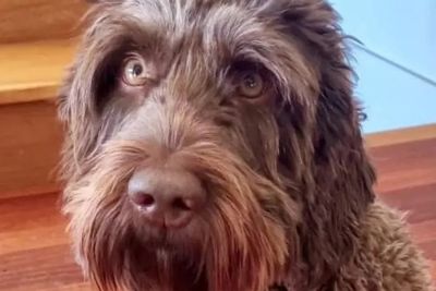 Vineyard Benaraby (Basil) - MULTIN GEN AUSTRALIAN LABRADOODLE