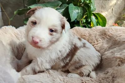 Apollo • Roxy1 • Chocolate Merle • $3000