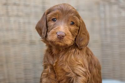 Orange - Guardian Dog