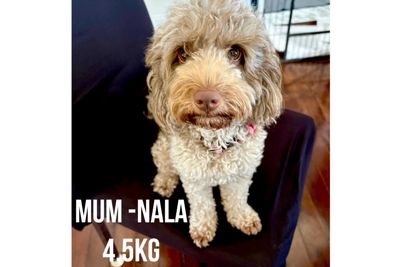 Nala